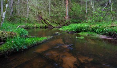 Bir orman, nehir ve yeşil yosun manzarası. 