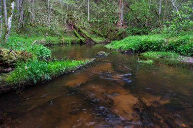 Bir orman, nehir ve yeşil yosun manzarası. 