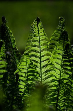 Ormanda eğreltiotu yaprakları 