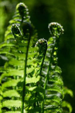 Ormanda eğreltiotu yaprakları 