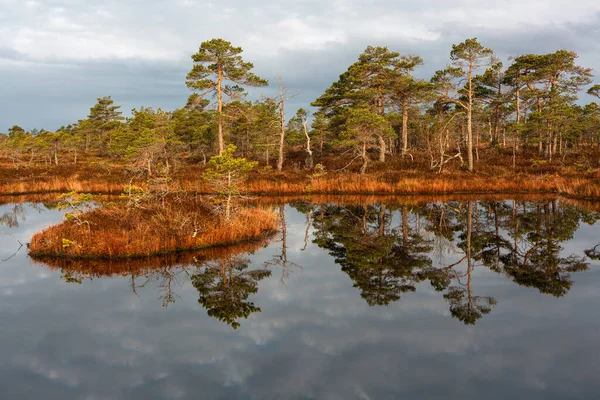 Vackert Landskap Med Träd Och Älv — Stockfoto