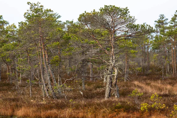 Green Trees Forest — Stock Photo, Image