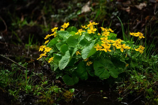 Желтые Цветы Лесу — стоковое фото