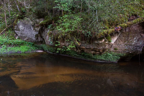 Una Vista Bosque Río Musgo Verde —  Fotos de Stock