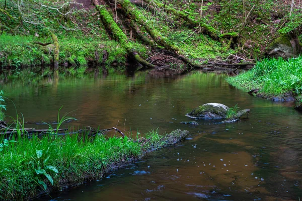 Blick Auf Wald Fluss Und Ein Grünes Moos — Stockfoto