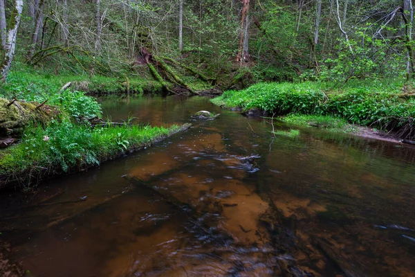 View Forest River Green Moss — Foto de Stock