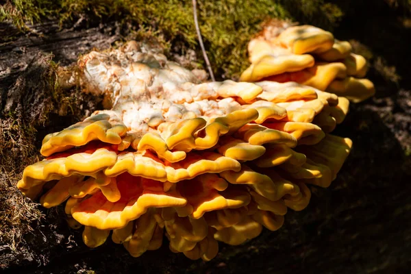 Yellow White Mushrooms Forest — ストック写真