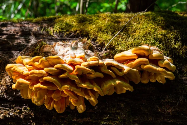 Yellow White Mushrooms Forest — Stock Photo, Image