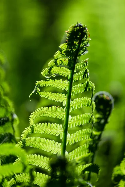 Foglie Felce Nella Foresta — Foto Stock