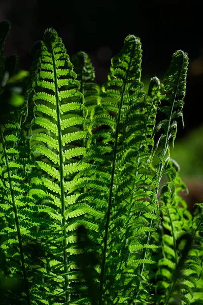 Fern Leaves Forest — Stock Photo, Image