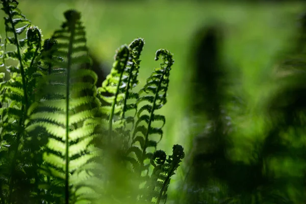 Fern Leaves Forest — Stock Photo, Image
