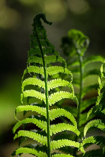 Samambaia Sai Floresta — Fotografia de Stock