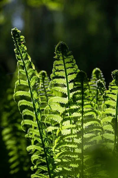 Fern Liści Lesie — Zdjęcie stockowe