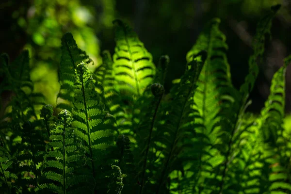 Hojas Helecho Bosque —  Fotos de Stock