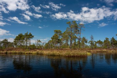 Nehir ve yeşil ormanlı manzara 
