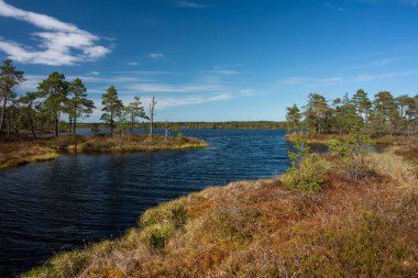 Nehir ve yeşil ormanlı manzara 