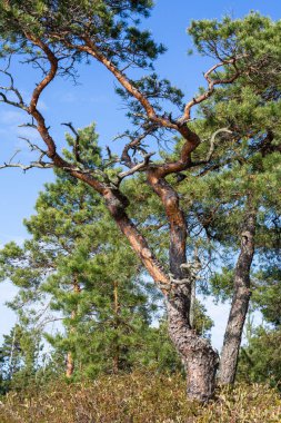 Ormandaki çam ağaçları.