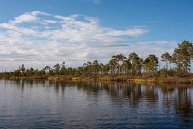 Nehir ve yeşil ormanlı manzara 