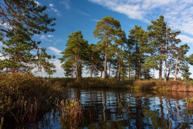Nehir ve yeşil ormanlı manzara 