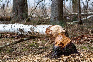 Ormandaki bir ağaç kütüğünün yakın çekimi. 