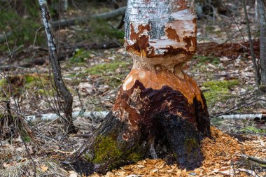Ormandaki bir ağaç kütüğünün yakın çekimi. 