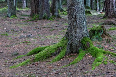 Ormandaki ağaçların kökleri 