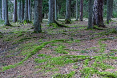 Ormandaki ağaçların kökleri 