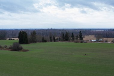 Ormanın güzel manzarası