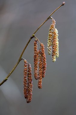 Kuru yaprakların görünümünü kapat
