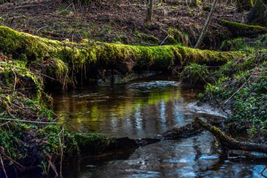 Yaz ormanındaki nehir. güzel doğa.