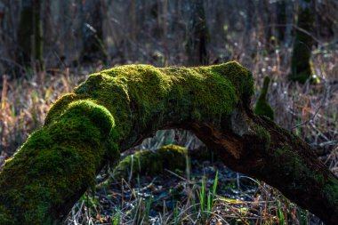 Ormanda güzel sonbahar yaprakları