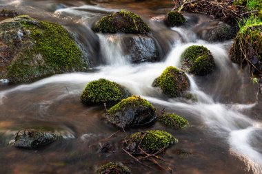 Ormandaki küçük dere, doğa.