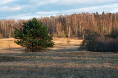 Sonbahar manzarası Ağaçlar ve mavi gökyüzü