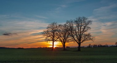 beautiful view of green grass and sunset 