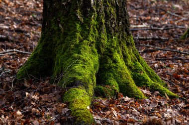 Yeşil yosunlu bir ağaç gövdesinin yakın çekimi.