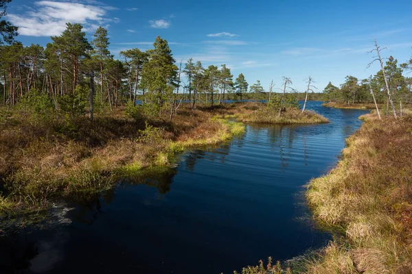 Landskap Med Flod Och Grön Skog — Stockfoto
