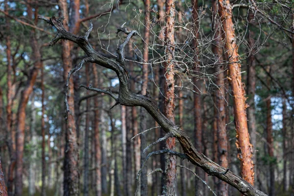 Arbres Dans Forêt — Photo