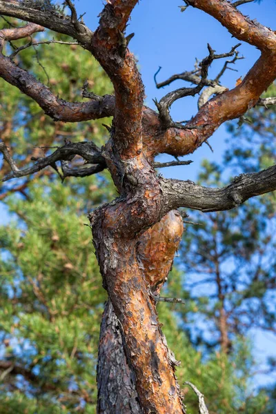 Κλαδί Δέντρου Μπλε Ουρανό Στο Πάρκο — Φωτογραφία Αρχείου