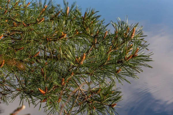 枝に松のコーン — ストック写真
