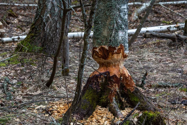 Gros Plan Tronc Arbre Dans Une Forêt — Photo