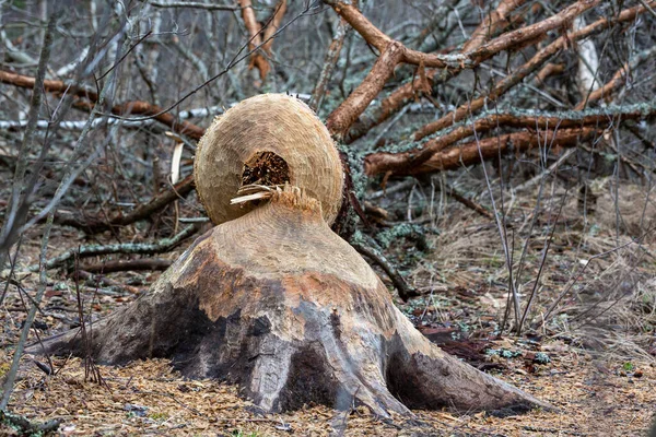 森の中の木の切り株のクローズアップ — ストック写真
