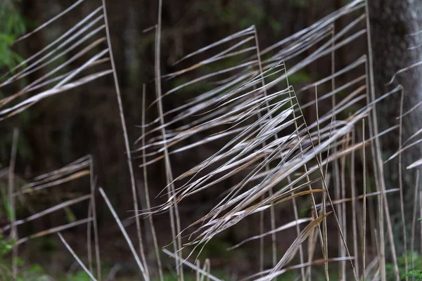 Closeup Shot Dry Grass Blurred Background Forest — Fotografia de Stock