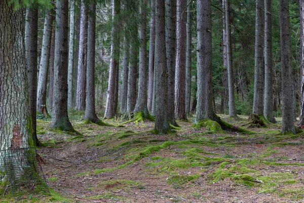 Roots Trees Forest — Stock Photo, Image