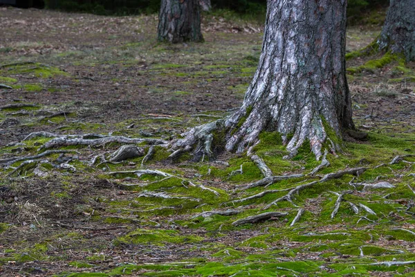 Detailní Záběr Kmene Stromu Lese — Stock fotografie