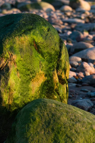 Yeşil Yosun Deniz Kenarında Taşların Üzerinde — Stok fotoğraf