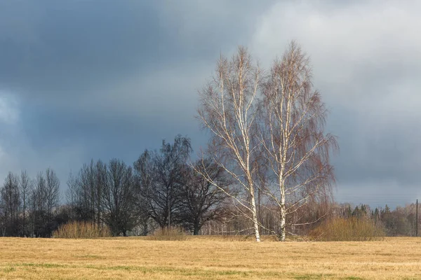 Paisagem Com Árvores Céu Nublado — Fotografia de Stock