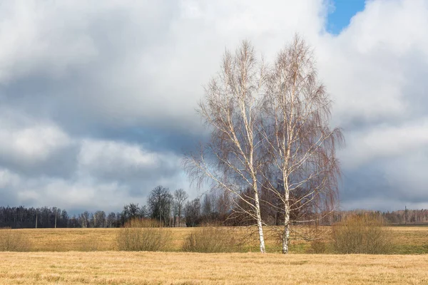 Paisagem Com Árvores Céu Nublado — Fotografia de Stock