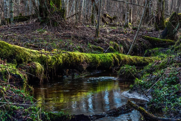 Зелений Річковий Ліс Вода Камінням — стокове фото