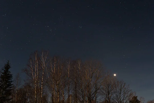 Nocne Niebo Gwiazdami Drzewami — Zdjęcie stockowe