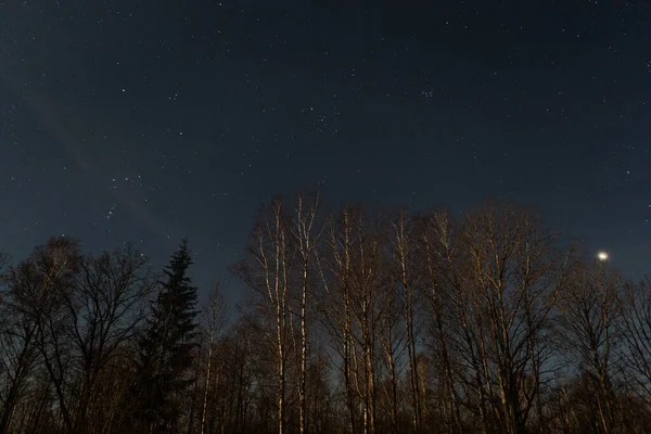 Nocne Niebo Gwiazdami Drzewami — Zdjęcie stockowe